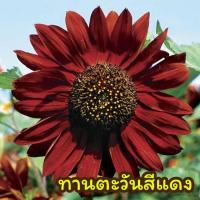 ราคา ทานตะวันสีแดง RED SUNFLOWER ทานตะวันแดง 20 เมล็ด homes (5499422886)
