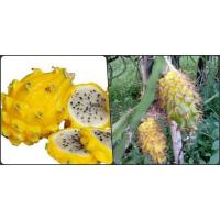 ราคา DRAGON FRUIT ต้นแก้วมังกร พันธุ์เหลืองโคลัมเบีย เนื้อขาว เปลือกสีเหลือง รสหวาน กรอบ จัดส่งพร้อมถุงชำ 6 นิ้ว มีรากแล้ว (2915944321)