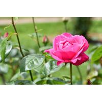 ราคา 12 Climber Roses Seeds เมล็ดกุหลาบ ต้นไม้ประดับบ้าน กุหลาบเลื้อย สายพันธุ์ Peter Frankenfeld ดอกสีชมพู (20648887674)