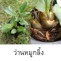 ราคา ว่านหมูกลิ้ง รวยล้นฟ้า (18883620298)