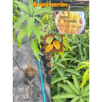 ราคา ต้นมะม่วงอกร่อง เป็นมะม่วงพันธุ์โบราณที่มีความอร่อยและมีกลิ่นหอมเฉพาะ กินกับข้าวเหนียวมะม่วงอร่อยสุดๆ (19275732120)