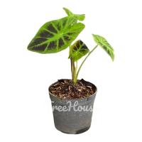 ราคา โคโลคาเซีย แบล็คบิวตี้ Colocasia black beauty กระถาง 4 นิ้ว (20711154573)