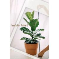 ราคา ต้นไทรใบสัก ต้นใหญ่คัดฟอร์มสวย Fiddle Fig Ficus Lyrata (10186194857)