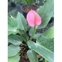 ราคา 1 ต้น ต้นหน้าวัวแคระ ดอกสีชมพู Flamingo Flower ไม้ฟอกอากาศ Anthurium เป็นไม้ประดับ อีกต้นหนึ่งที่มีความน่ารัก ดอกน่ารัก สีชมพู ต้นสูง 15 20 ซม กระถางชำ 5 นิ้ว ต้นชอบความชื้น สามารถนำมาประดับภายในบ้าน 