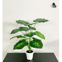ราคา ต้นไม้มงคลปลอม ต้นสาวน้อยปะแป้ง สูง 70 CM หนา 18 ใบ กระถางพลาสติกสีขาว 6 นิ้ว ฐานปูนสีดำ พร้อมส่ง (6399368485)