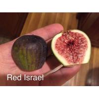 ราคา ต้นมะเดื่อฝรั่ง มะเดื่อ มะเดื่อฝรั่ง Fig พันธุ์ Khurtmani Red Israel ต้นสมบูรณ์มาก รากแน่นๆ มีผลขนาดใหญ่ จัดส่งพร้อมกระถาง 6 นิ้ว ลำต้นสูง 50 ซม (20986349584)