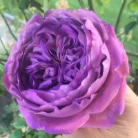 ราคา 25เมล็ด เมล็ดกุหลาบ อังกฤษ พันธุ์เลื้อย สีม่วง สายพันธุ์ เมล็ดกุหลาบ ดอกกุหลาบ ปลูกกุหลาบ กุหลาบหนู อัตรางอก 70 80 Rose Seed (9079374161)