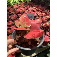 ราคา ต้นว่าน มณีรุ่งเรือง อโกลนีมา ไม้ประดับมงคล ต้นไม้มงคลปลูกแล้วรวย จัดสวน เพื่อเพิ่ม โชคลาภ ด้วย ต้นไม้มงคลปลูกแล้วรวย จัดส่งในกระถาง 6 นิ้ว รับประกันการจัดส่ง (7865418075)