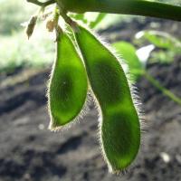 ราคา เมล็ดพันธุ์ ถั่วแระญี่ปุ่น หอมกลิ่นใบเตย เมล็ดพันธุ์ถั่วเเระญี่ปุ่น 25 เมล็ด 10 แถม 1 คละได้ (20767460972)