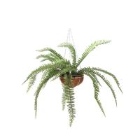 ราคา กระเช้าแขวน เฟิร์นมะขาม 50x50 ซม สีเขียว EA (20691776691)