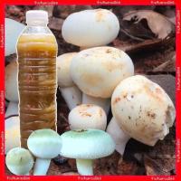 ราคา เชื้อเห็ดเผาะ น้ำสปอร์และเส้นใยเห็ดเผาะ เกิด100 ขวด600ml พร้อมวิธีปลูก เชื้อเห็ด (19361688623)