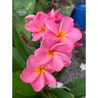 ราคา ต้นลีลาวดีแคระ ใบด่าง ด่างมายา ดอกช่อสีชมพู ต้นสูง 40 50 ซม กระถาง 10 นิ้ว ดอกสีเหลืองสดเข้ม กลีบดอกด้านในเป็นสีเหลือง ขนาดดอก 3 นิ้ว ดอกหอมมาก จุดเด่นดอกค่อนข้างใหญ่ ช่อใหญ่ (14555451136)