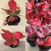 ราคา ราชาใบไม้แห่งโชคลาภ ต้นแก้วกาญจนา ซุปเปอร์เรด Aglaonema Super Red อัญมณีแดงอโกลนีมา กระถาง 4 นิ้ว ตะกลูแก้วกาญจนา ราชาแห่งโชคลาภความร่ำ (10194836448)