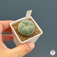 ราคา โลโฟโฟรา ฟริซิอาย Lophophora fricii กระบองเพชร แคคตัส Cactus cactus succulentหลากหลายสายพันธุ์ (20764403341)