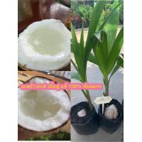 ราคา 1 ต้น มะพร้าวกะทิ ทับสแกรแท้ 100 เนื้อฟู น้ำหอม ต้นเตี้ย ทับสแกร จังหวัประจวบคีรีขันธ์ หน่อมะพร้าวกะทิ ปลูกให้ผลผลิตเร็ว 3 ปีออกผล ลูกดก หน่อมะพร้าวแตกใบอ่อนทุกต้น รากเยอะแข็งแรง ส่งตรงจากสวนทับสแกร (