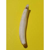 ราคา เครื่องราง เขี้ยวหมูตัน ของเก่าบ้านๆ ยาว 6 5x1 cm (14795634595)