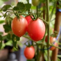 ราคา มะเขือเทศสีดา ถูกที่สุด10บ เมล็ดพันธุ์มะเขือเทศสีดา30 เมล็ด ปลูกง่าย โตไว มะเขือเทศส้มตำ อร่อย (19104274933)