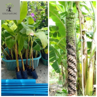 ราคา เนื้อเยื่อ ต้นกล้วยร้อยหวี หวีเยอะมาก ไม่ต้องดูแลก็ยังหวานหอมอยู่ (17267322099)