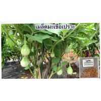 ราคา เมล็ดมะเขือเปราะเจ้าพระยา เมล็ดพันธุ์มะเขือเปราะ มะเขือเปราะ 200 เมล็ด 10 แถม 1 คละได้ (20772300037)