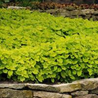 ราคา 20 เมล็ด ฤษีผสม Coleus ฤๅษีผสม ไม้มงคล ต้นไม้เรียกทรัพย์ มีคู่มือปลูก สายพันธุ์ Lime Delight (21228087151)