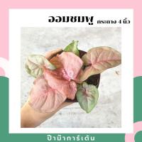 ราคา ออมชมพูในกระถางพร้อมตั้ง Syngonium Pink (17297884525)