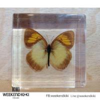 ราคา ที่ทับกระดาษแมลงสต๊าฟ ที่ทับกระดาษแมลง แมลงสต๊าฟเป็นที่ทับกระดาษ (8921880471)