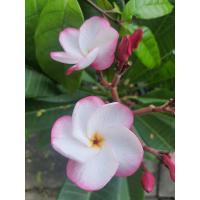 ราคา ต้นลีลาวดี Pink Pansy เป็นลีลาวดีไม้นอกพันธุ์แท้ สีขาว ชมพู ดอกขนาดกลาง ใหญ่ ดอกกลม ทรงดอกเป็นรูปถ้วย ออกดอกดกตลอดทั้งปี ช่อใหญ่ มีกลิ่นหอมมาก ๆ สูง30 50cm ส่งพร้อมกระถาง10นิ้ว ต้นสูงเต็มที่ 1 5 2เมตร