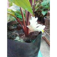 ราคา 3 เหง้า ชุด ว่านดอกทองมหาอุดม สุดยอดว่านมหาเสน่ห์ มีฤทธิ์ทางมหาเสน่ห์แก่ผู้ปลูกผู้ใช้อย่างสูงมาก อยู่ในจำพวกเดียวกับว่านดอกทอง (7547664295)