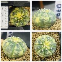 ราคา แอสโตรไฟตั้ม ด่าง Astrophitum กระบองเพชร แคคตัส (19782506172)
