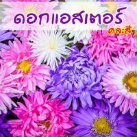 ราคา เมล็ดดอกไม้ ดอกแอสเตอร์ คละสี เมล็ดดอกแอสเตอร์ 100เมล็ด Aster flowers homes (5717946399)