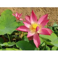 ราคา 5 เมล็ด เมล็ดพันธุ์บัว บัวนอก สายพันธุ์ Xiao Xiangshi Hong สีชมพู แดง บัวแคระ บัวจิ๋ว Mini Lotus Tea Cup Lotus บัวจักรพรรดิ์ บัวสวมงาม บัวนำเข้า Lotus (19493399733)