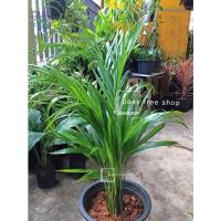 ราคา ขายดีอันดับ1 ต้นหมากเหลือง Areca palm ช่วยฟอกอากาศ พร้อมกระถาง10นิ้ว 1ต้น แพค ส่งทั่วไทย ต้นไม้ ฟอก อากาศ กระถาง ต้นไม้ ไม้ ประดับ ต้นไม้ ปลูก ใน บ้าน (13081497236)