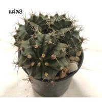 ราคา กระบองเพชร แคคตัส ยิมโนคาไลเซียม Gymnocalycium แฝด 3 (13494345130)