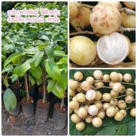 ราคา ต้นละไมหวาน แบบเสียบยอด 1 ชุด ได้ 2 ต้น แข็งแรง โตไว (14959279312)