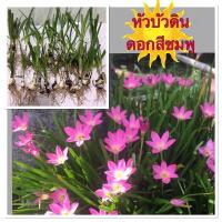 ราคา บัวดินดอกสีชมพู หัวละ 2บาท (16226458091)