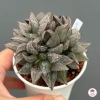 ราคา Haworthia Atrofusca Mutant ฮาโวเทีย ไม้อวบน้ำ กุหลาบหิน cactus succulentหลากหลายสายพันธุ์ (8465356933)