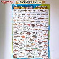 ราคา โปสเตอร์ my cat แมวพันธุ์ต่างๆ ทาสแมว โปสเตอร์สื่อการเรียนรู้ วิเชียรมาศ ขาวมณี สีสวาท ลูกแมว แมวโลกน่ารู้ (13751553271)