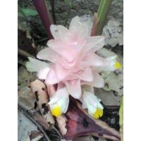 ราคา 3 เหง้า ชุด ว่านดอกทองมหาอุดม อยู่ในจำพวกเดียวกับว่านดอกทอง (9107839816)