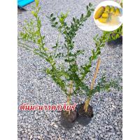 ราคา ต้นมะนาวคาเวียร์ ต้นพันธุ์เสียบยอด มะนาวคาเวียร์ มะนาวนิ้วมือ สีเหลือง สูงประมาณ สูง 60 70 ซม ระยะเวลาการปลูกอยู่ที่ 18 เดือน จึงจะออกผล (17431245297)