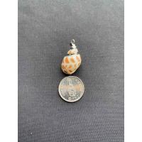 ราคา จี้หอยสังข์ธรรมชาติ Natural conch pendant Gold and silver plated (20050293896)