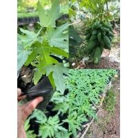 ราคา ต้นมะละกอพันธุ์เตี้ยชุมแพ ปลูกง่าย ติดผลไว ผลดก ผลสวนมากนิยมทำส้มตำ (19721194612)