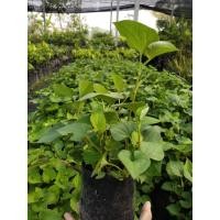 ราคา ต้นพลูคาวราคาถูก (18555484684)