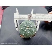 ราคา แอสโตร คัดหน้าไม้ Astrophytum asterias ต้นกระบองเพชร ต้นแคคตัส แคคตัส กระบองเพชร (16266369714)