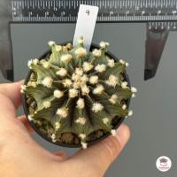 ราคา ยิมโน LB 2178 Gymnocalycium แคคตัส กระบองเพชร cactus succulent (7444054080)