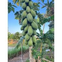 ราคา มะละกอดิบปลอดสาร (21246050281)