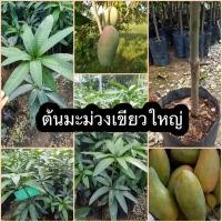 ราคา ต้นมะม่วงเขียวใหญ่ (15780237094)