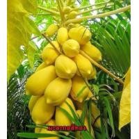 ราคา เมล็ดพันธุ์มะละกอสายพันธุ์ต่างๆ (9434694107)