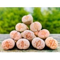ราคา 12 เมล็ด ไลทอป กระบองเพชร ไม้อวบน้ำ กุหลาบหิน แคคตัส Living Stones Lithops สายพันธุ์ julii Hot Lips (19904644677)