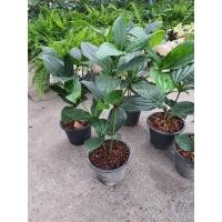 ราคา ต้นไข่มุกอันดามัน สูง 60 70ซม ในกระถาง10นิ้ว ต้นไข่มุกอันดามัน จัดอยู่ใน ประเภทไม้พุ่มขนาดเล็ก สูงราว 1 2 เมตร ชอบแดด รำไร เหมาะปลูกเป็นไม้ประดับไว้บริเวณหน้าบ้าน (11307420427)