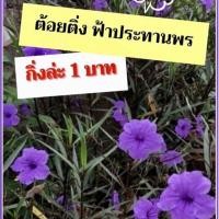ราคา ต้อยติ่ง กิ่งต้อยติ่งฝรั่ง กิ่งฟ้าประทานพร สีม่วง กิ่งล่ะ 1 บาท ค่ากล่อง (4625394474)